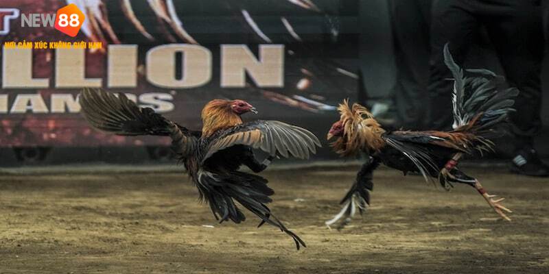 Đá gà chọi – Trò chơi dân gian và bí quyết chiến thắng