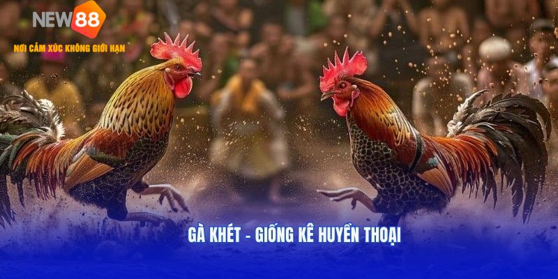 Gà Khét – Giống Kê Huyền Thoại Được Ưa Chuộng 2025