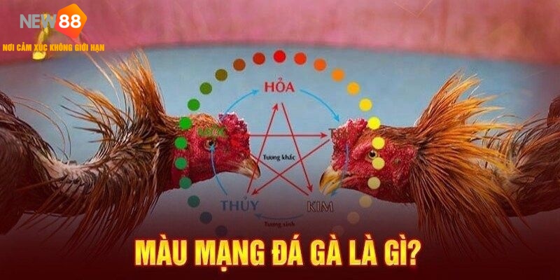 Tin tức cơ bản về màu mạng đá gà